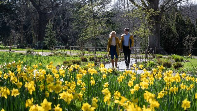 A couple walking along a path through daffodils in Blenheim Park