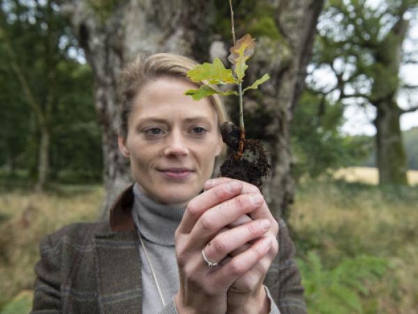 Tiny Acorns Continue Legacy of our Ancient Oaks