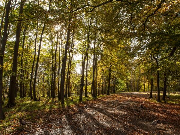 We Are Addressing Urgent Need To Expand Woodland Creation