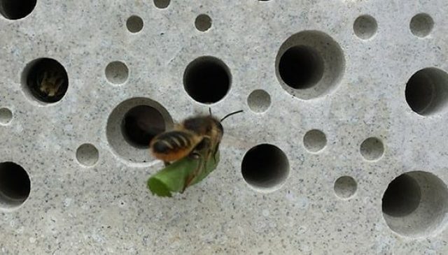 A leafcutter bee carrying a piece of leaf into a hole in a bee brick