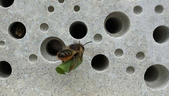 A leafcutter bee carrying a piece of leaf into a hole in a bee brick