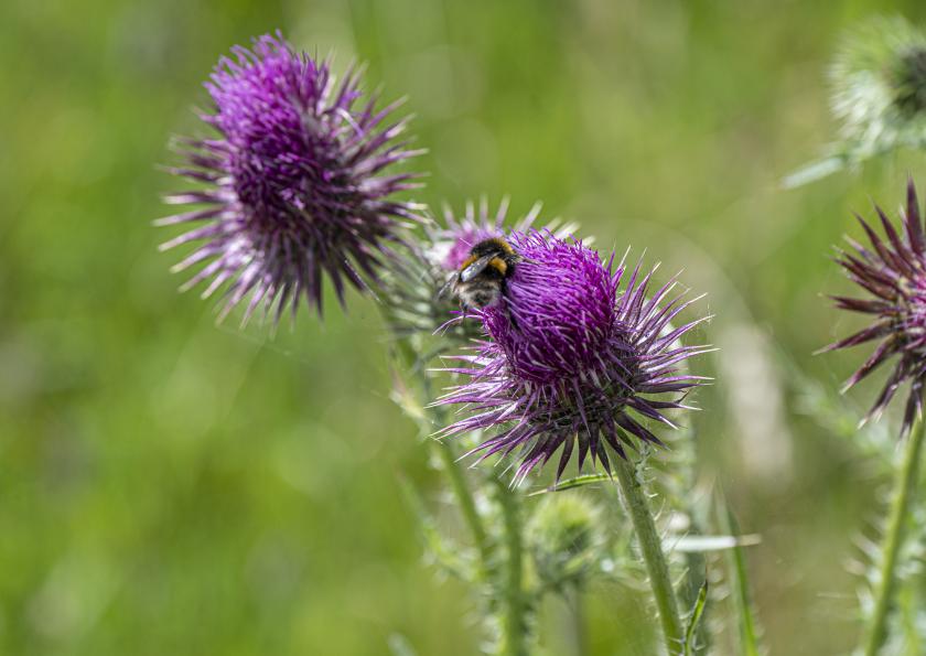 Bees on the <br />Blenheim Estate