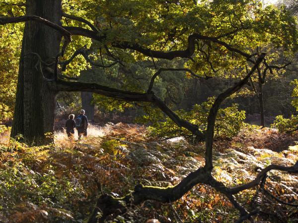 Survey Reveals Biodiversity of our Ancient Woodland