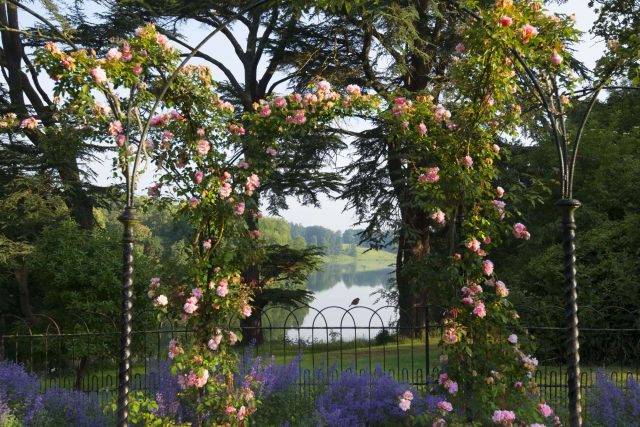 Rose arches with lavender in front of the lake, framed by cedar trees in the Blenheim gardens