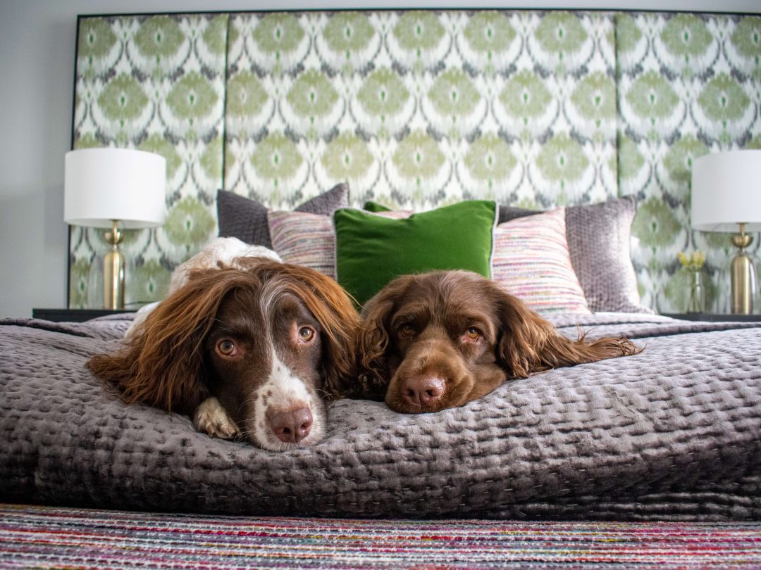 Two spaniels lying side by side on a bed in front of a green patterned headboard