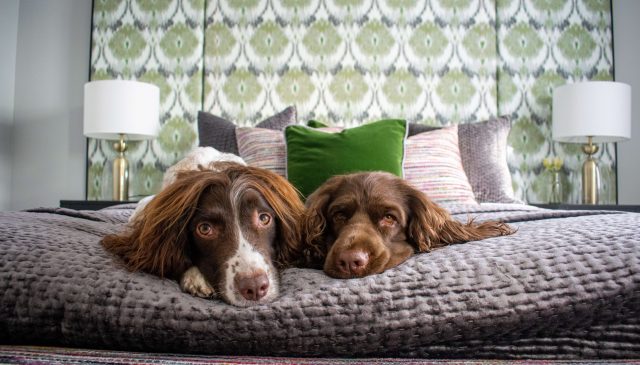 Two spaniels lying side by side on a bed in front of a green patterned headboard
