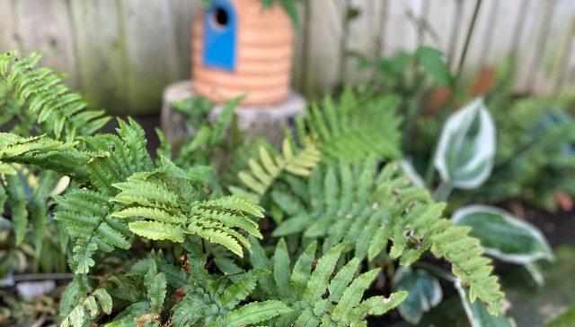 Ferns and hostas growing in a shady border, with a bee house on a fence behind