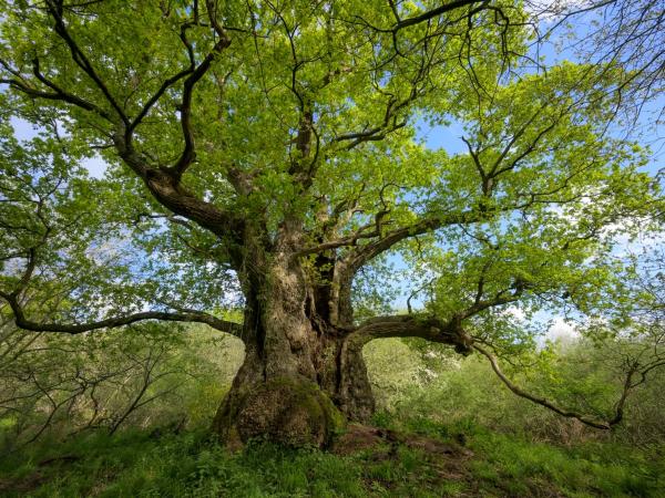Our Ancient Oaks’ Starring Role in Attenborough’s Wild Isles