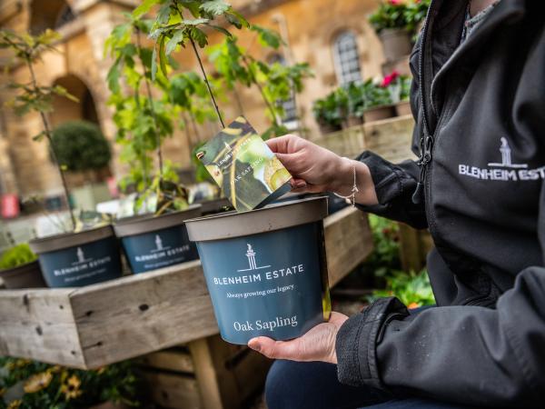 Saplings From Europe’s Greatest Collection of  Ancient Oaks on Sale at Blenheim Palace
