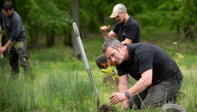 Two men planting oak saplings in a woodland clearing
