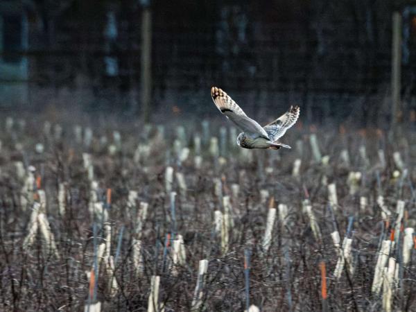 Taking flight on Blenheim Estate