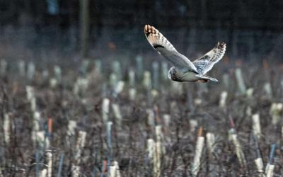 Taking flight on the Blenheim Estate
