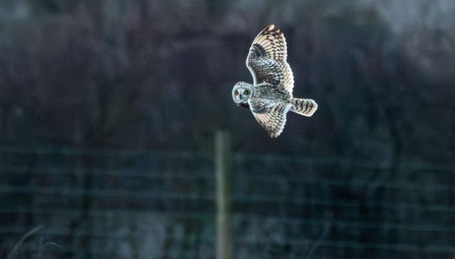 A barn owl in flight at dusk over Blenheim Estate