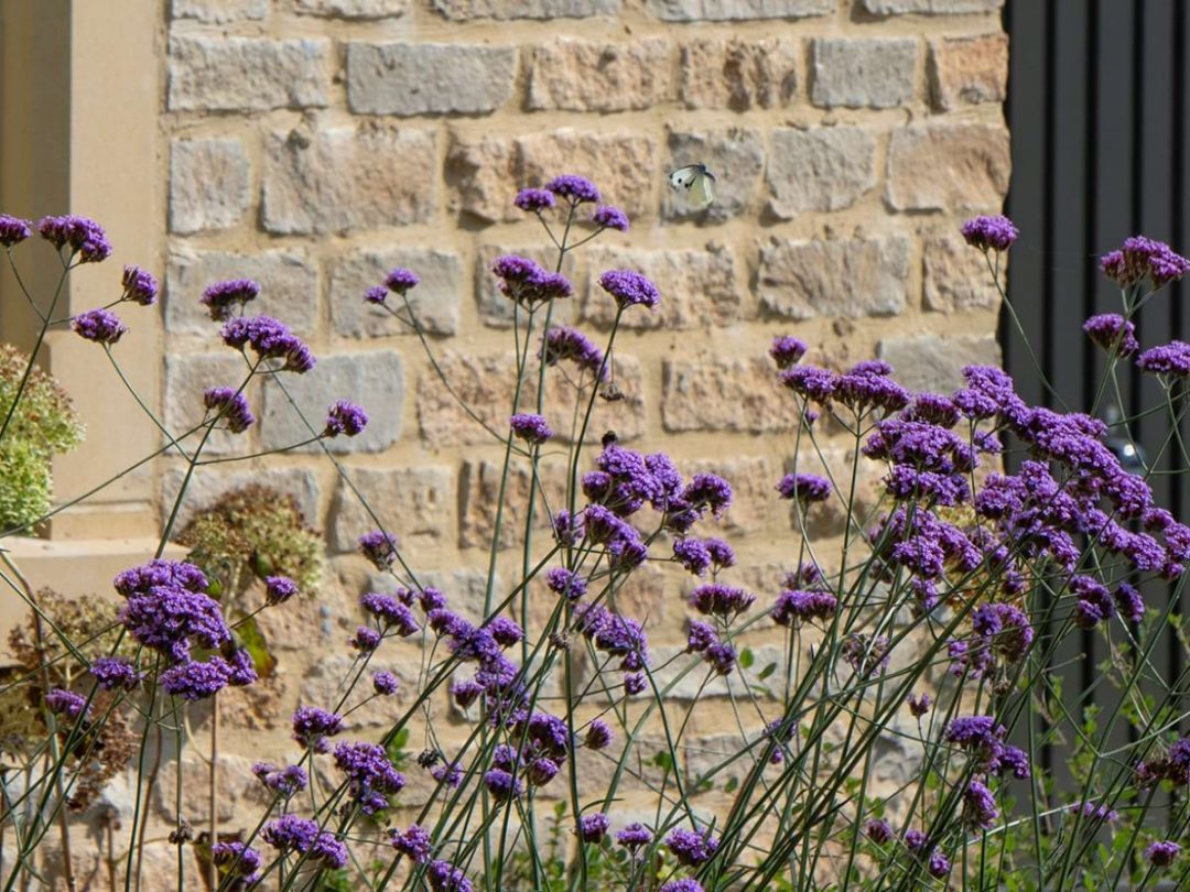 Purple verbena flowers growing in front of a stone wall and dark timber cladding