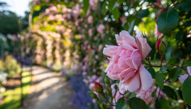 A pink rose in close-up in front of a rose-covered pergola walk