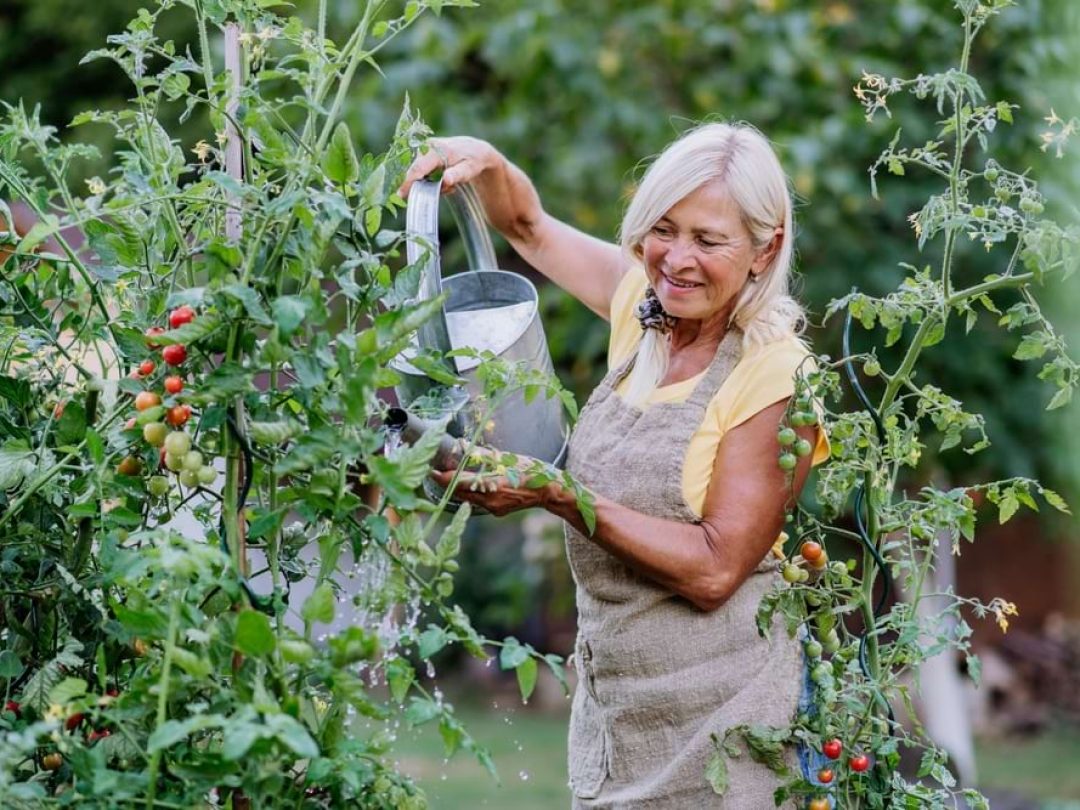 An older woman in a yellow top and apron watering tomato plants with a metal watering can