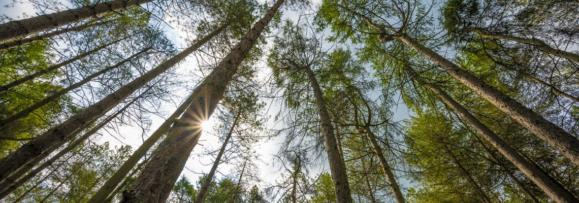 Looking up through tall pine trunks towards the sun and the canopy
