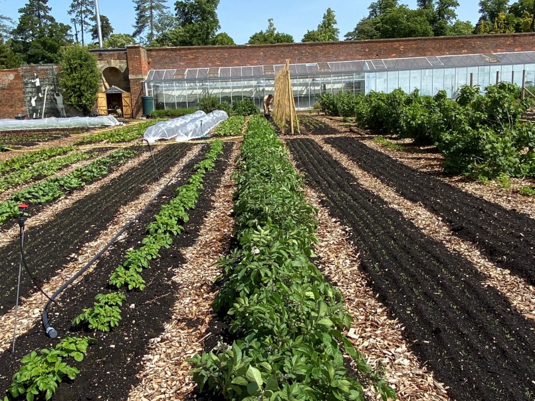 Rows of crops growing in the restored walled garden, with brick walls and greenhouses behind