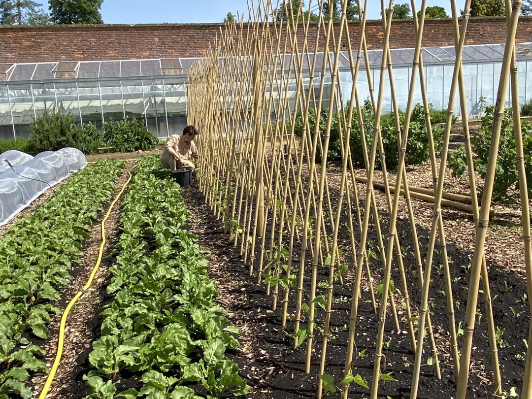 Bean poles and rows of seedlings in the walled garden with a long glasshouse beyond