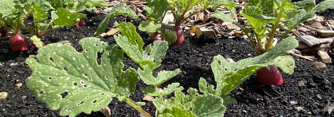 Young radishes and leafy crops growing in dark soil in the walled garden