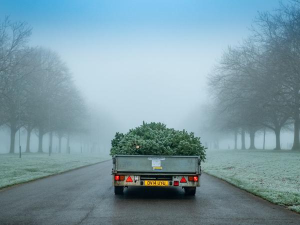 We are Offering a Green Christmas Tree Recycling Scheme
